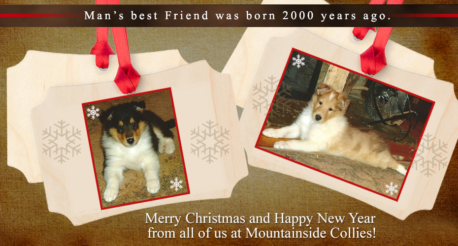 Mountainside Collies -- Merry Christmas and Happy New Year