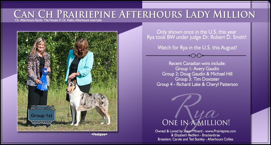 Prairiepine Collies -- CAN CH Prairiepine Afterhours Lady Million 