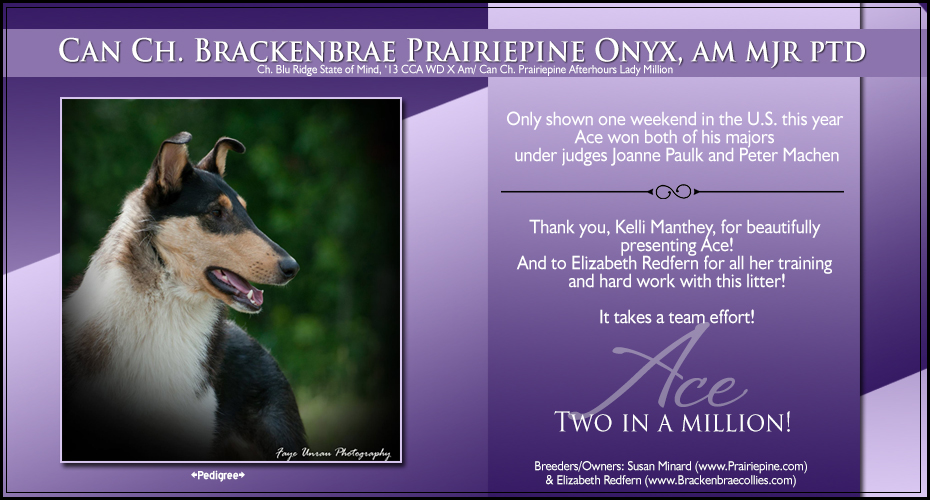 Prairiepine Collies / Brackenbrae Collies -- CAN CH Brackenbrae Prairiepine Onyx