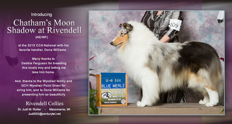 Rivendell Collies -- Chatham's Moon Shadow At Rivendell