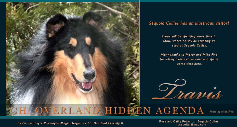 Sequoia Collies -- CH Overland Hidden Agenda