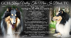 Kings Valley Collies -- GCH Kings Valley The Man In Black, TC