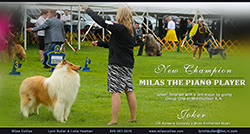 Milas Collies -- CH Milas The Piano Player