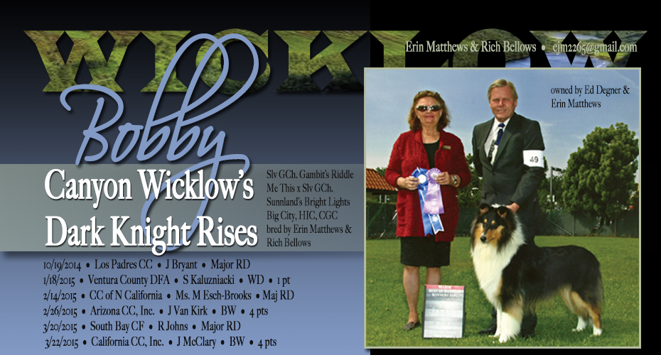 Wicklow Collies -- Canyon Wicklow's Dark Knight Rises
