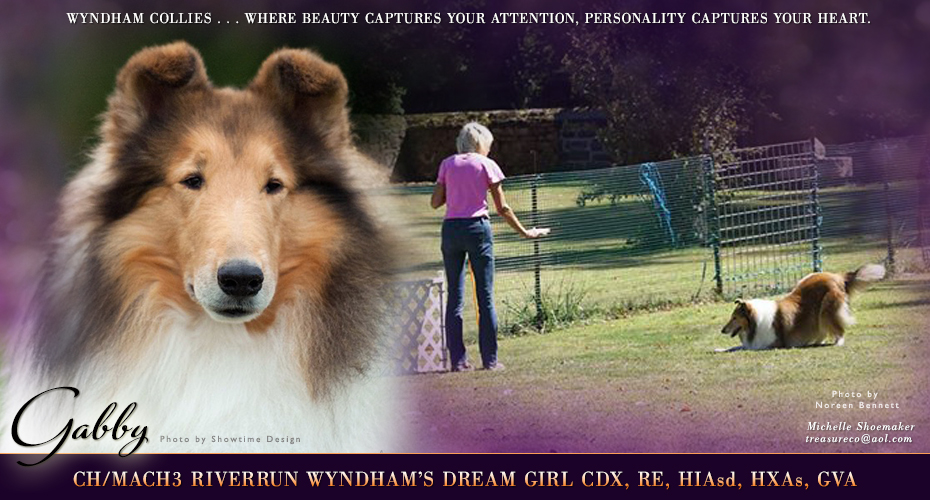 Wyndham Collies -- CH/MACH3 Riverrun Wyndham’s Dream Girl CDX, RE, HIAsd, HXAs, GVA