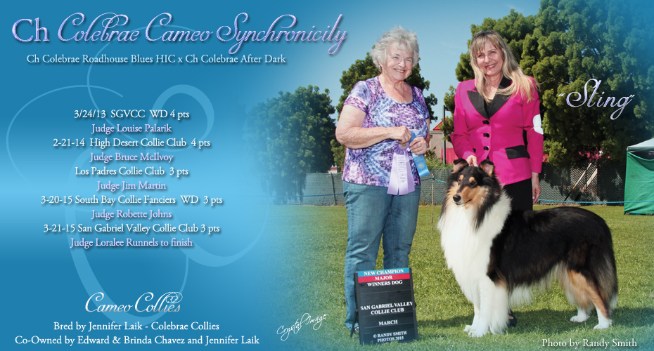 Cameo Collies -- CH Colebrae Cameo Synchronicity