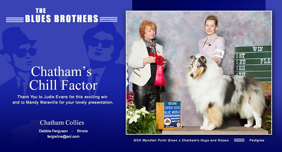 Chatham Collies -- Chatham's Chill Factor