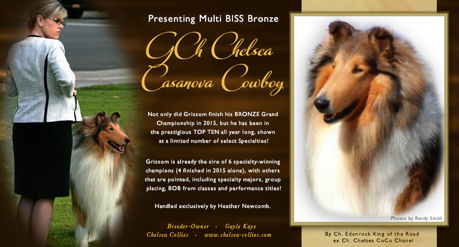 Chelsea Collies -- GCH Chelsea Casanova Cowboy