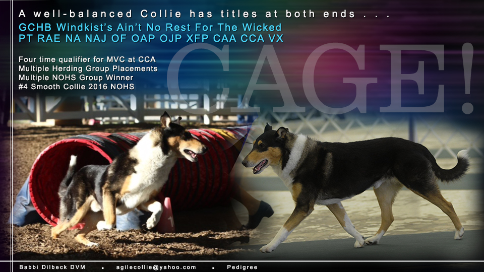 Mello-D Collies -- GCHB Windkist's Ain't No Rest For The Wicked, PT RAE NA NAJ OF OAP OJP XFP CAA CCA VX