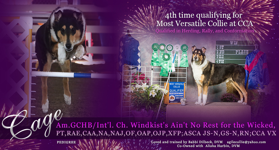 Mello-D Collies -- Am.GCHB/Int'l. Ch. Windkist's Ain't No Rest for the Wicked,PT,RAE,CAA,NA,NAJ,OF,OAP,OJP,XFP; ASCA JS-N,GS-N,RN;CCA VX