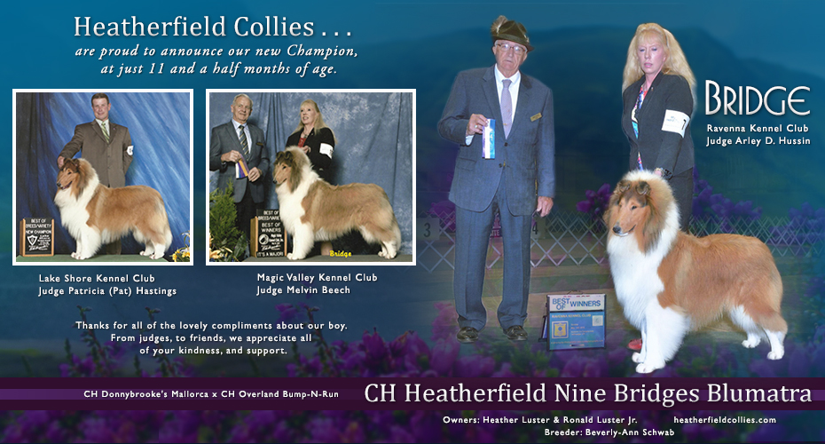 Heatherfield Collies -- CH Heatherfield Nine Bridges Blumatra