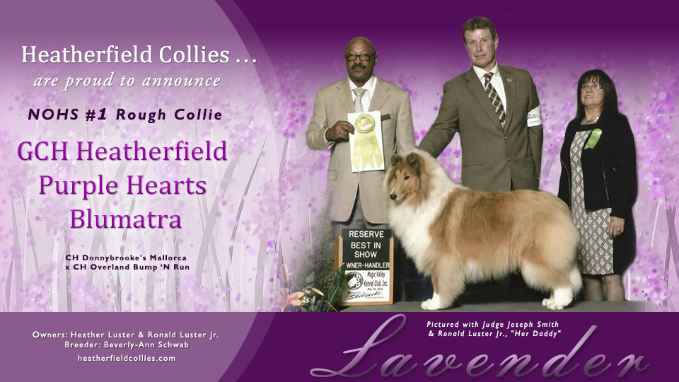 Heatherfield Collies -- GCH Heatherfield Purple Hearts Blumatra