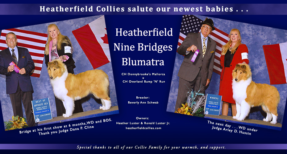 Heatherfield Collies -- Heatherfield Nine Bridges Blumatra
