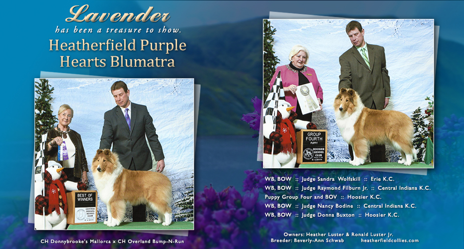 Heatherfield Collies -- Heatherfield Purple Hearts Blumatra
