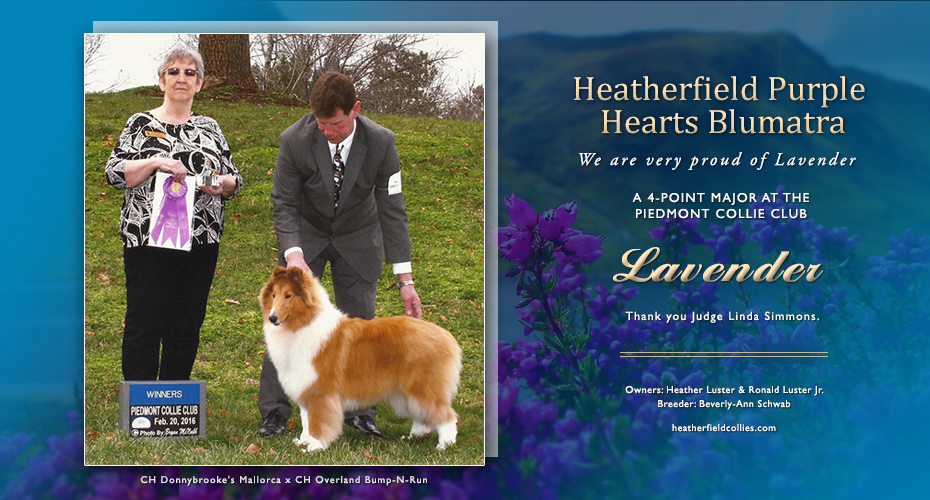 Heatherfield Collies -- Heatherfield Purple Hearts Blumatra