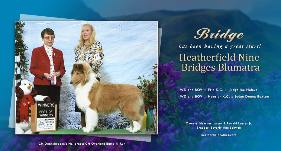 Heatherfield Collies -- Heatherfield Nine Bridges Blumatra 