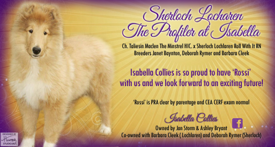 Isabella Collies / Lochlaren Collies Sherloch Collies -- Sherloch Lochlaren The Profiler At Isabella 