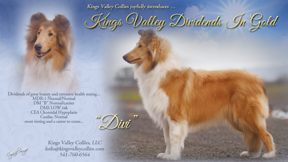 Kings Valley Collies -- Kings Valley Dividends In Gold