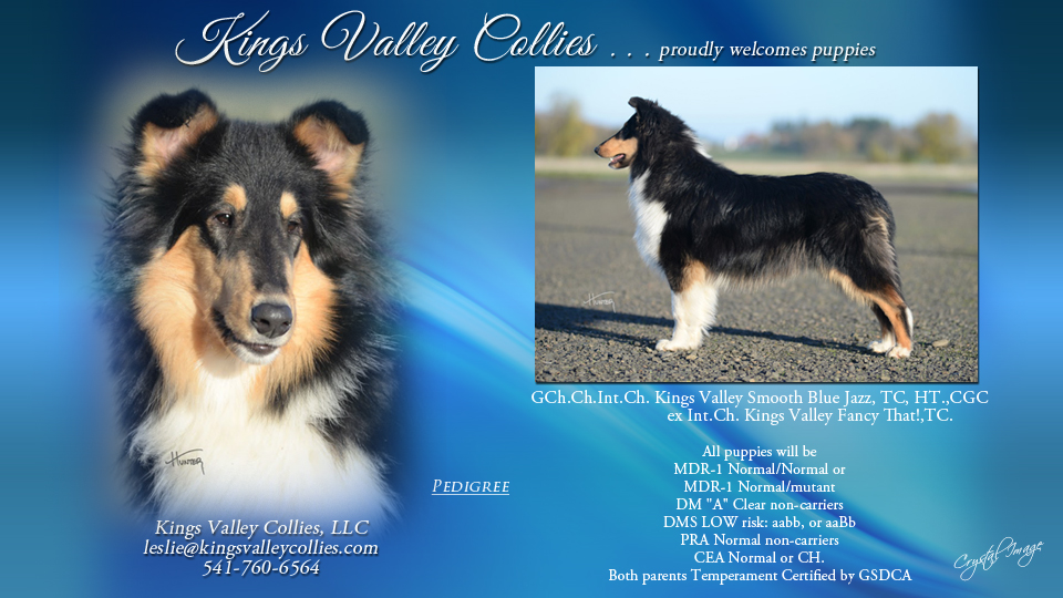 Kings Valley Collies 