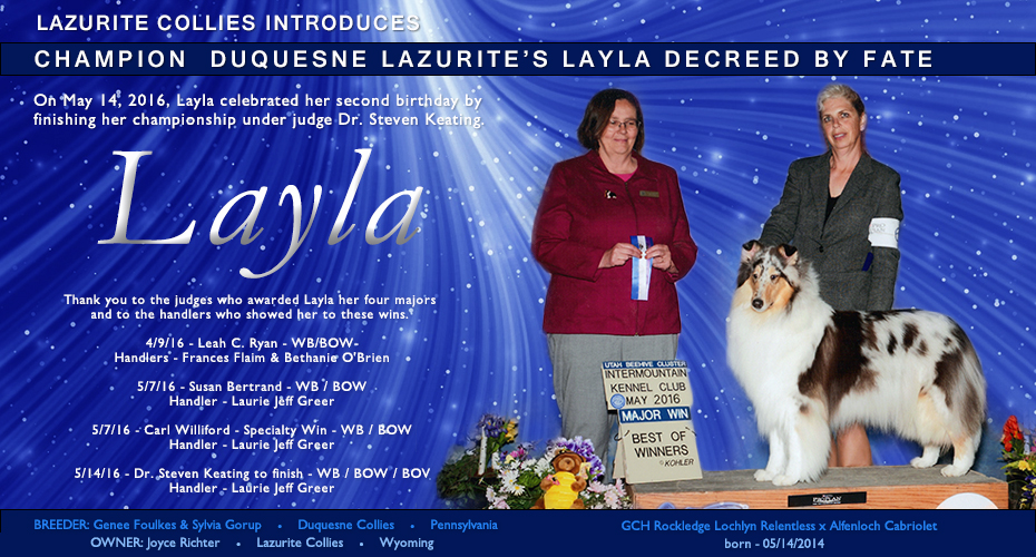 Lazurite Collies -- CH Duquesne Lazurite's Layla Decreed By Fate