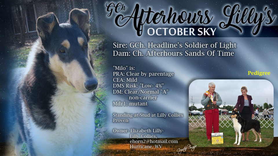 Lilly Collies -- GCH Afterhours Lilly's October Sky
