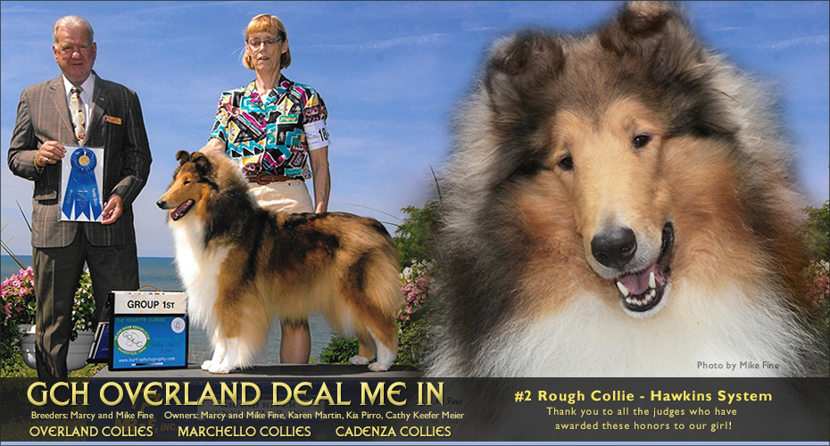 Overland Collies /  Marchello Collies / Cadenza Collies -- GCH Overland Deal Me In