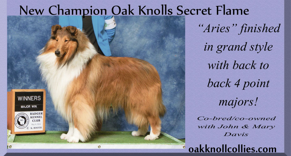 Oak Knoll Collies -- CH Oak Knolls Secret Flame