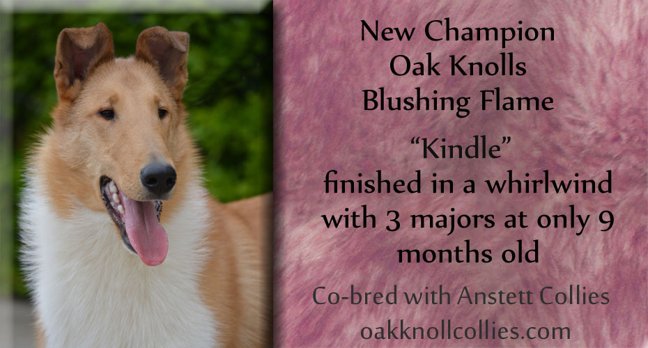 Oak Knoll Collies -- CH Oak Knolls Blushing Flame