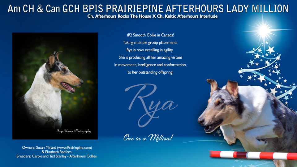 Prairiepine Collies -- AM CH / Can GCH Prairiepine Afterhours Lady Million