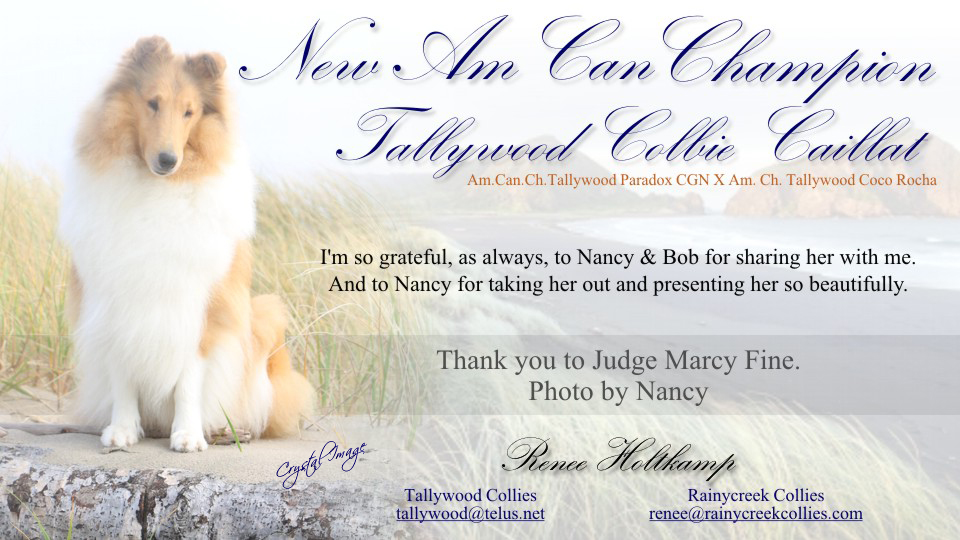 Rainycreek Collies / Tallywood Collies -- AM/CAN CH Tallywood Cobie Caillat