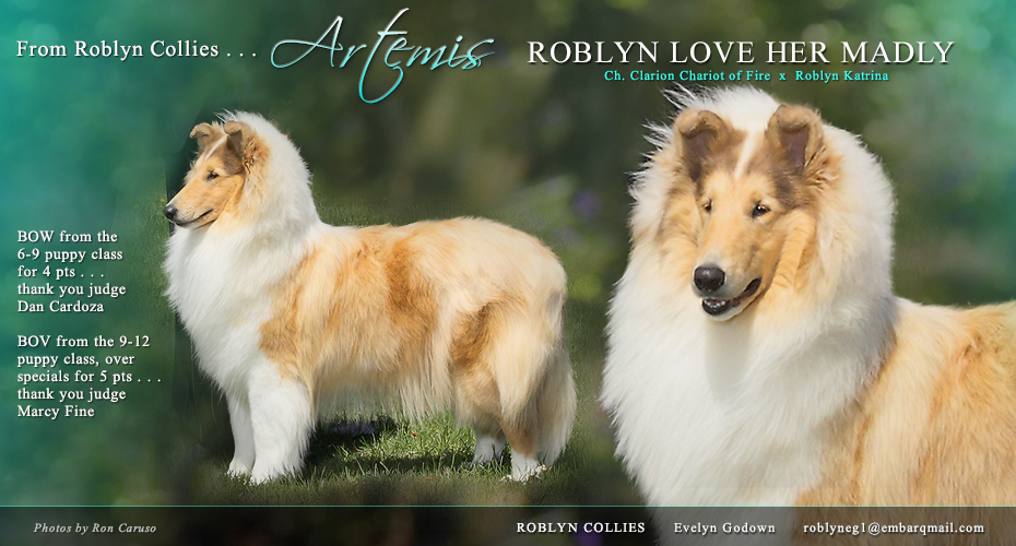Roblyn Collies  -- Roblyn Love Her Madly