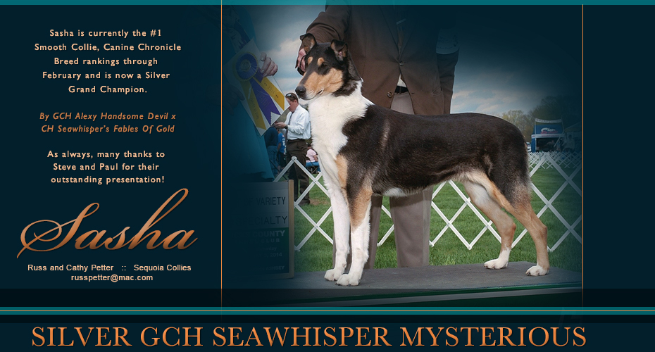Sequoia Collies -- Silver GCH Seawhisper Mysterious