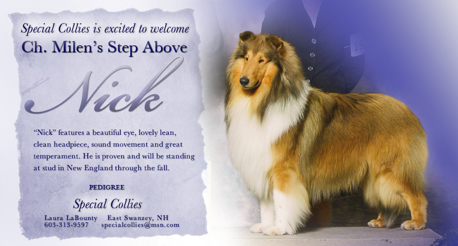 Special Collies -- CH Milen's Step Above