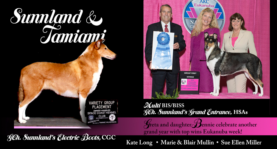 Sunnland Collies and Tamiami Collies -- GCH Sunnland's Electric Boots CGC and GCH Sunnland's Grand Entrance HSAs