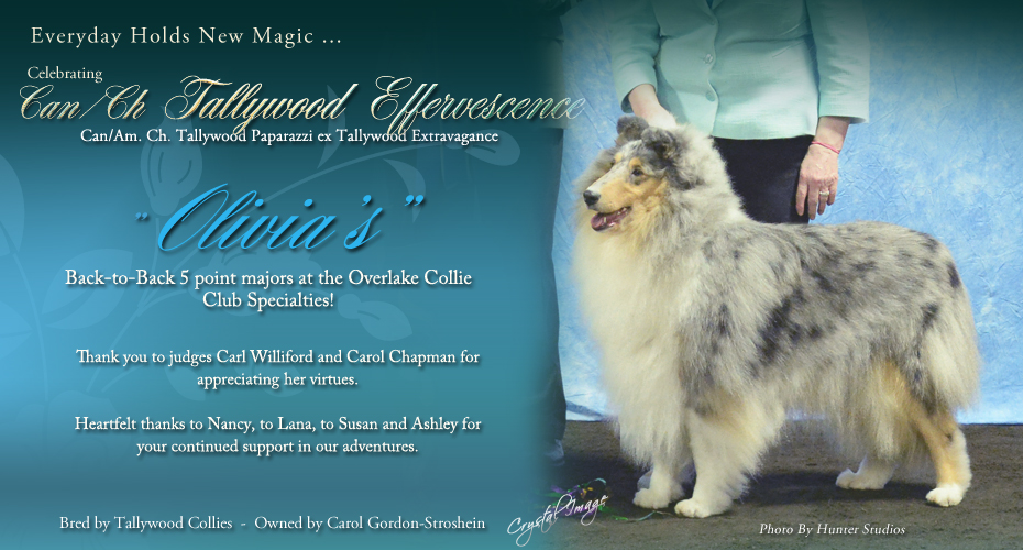Tallywood Collies CAN CH Tallywood Effervescence