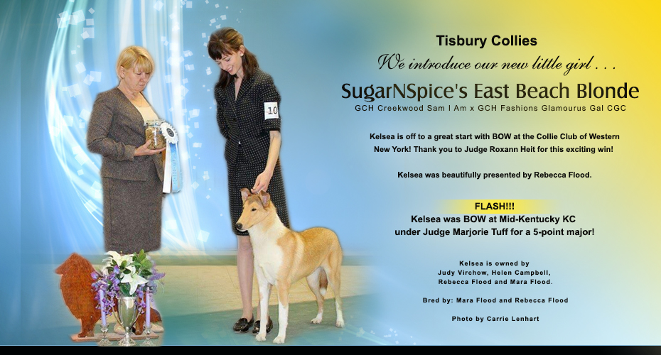 Tisbury Collies / Windscape Collies /  SugarNSpice Collies -- SugarNSpice's East Beach Blonde