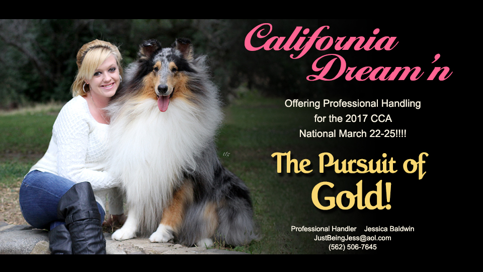 Jessica Baldwin -- Offering Professional Handling for the 2017 CCA National Specialty in Sacramento