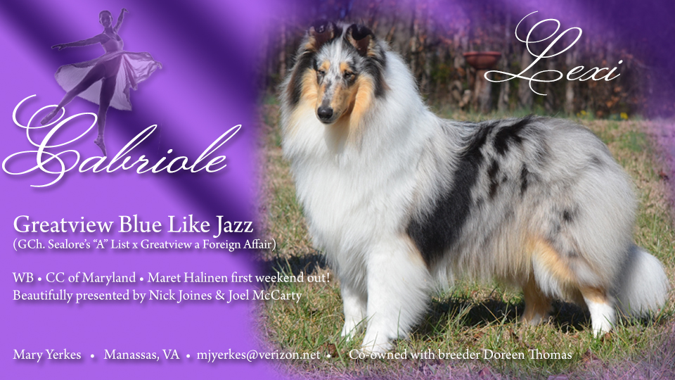 Cabriole Collies -- Greatview Blue Like Jazz
