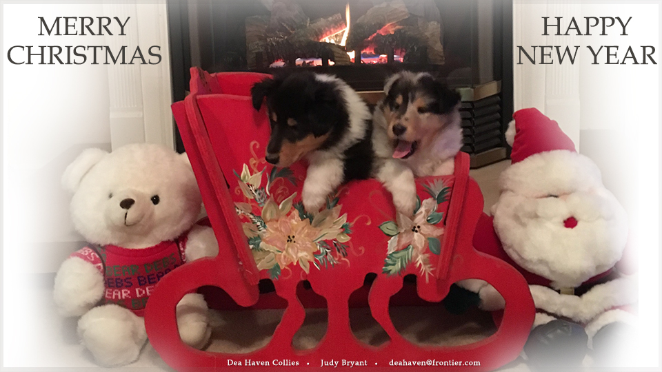 Dea Haven Collies -- Merry Christmas and Happy New Year
 