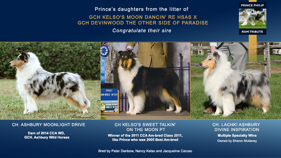 Devinwood Collies / Kelso Collies / Lachki Collies -- CH Ashbury Moonlight Drive, CH Kelso's Sweet Talkin' On The Moon PT and CH Lachki Ashbury Divine Inspiration