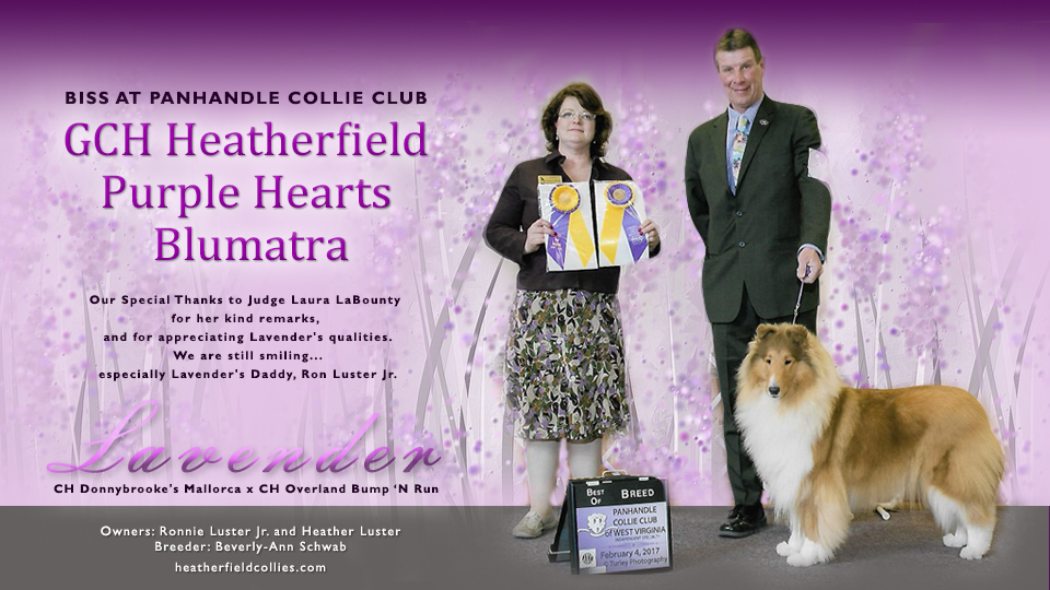 Heatherfield Collies -- GCH Heatherfield Purple Hearts Blumatra