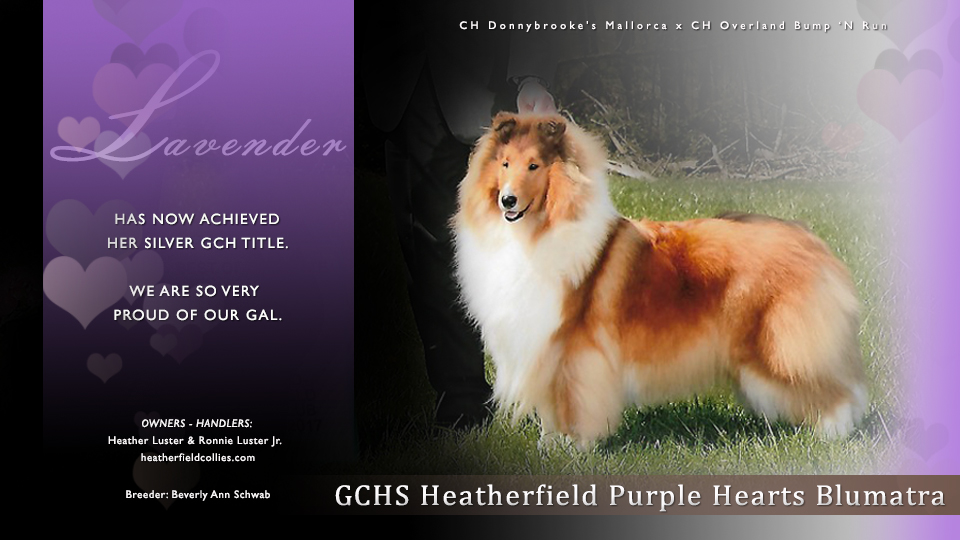 GCHS Heatherfield Purple Hearts Blumatra