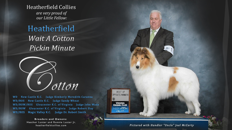 Heatherfield Collies -- Heatherfield Wait A Cotton Pickin Minute
