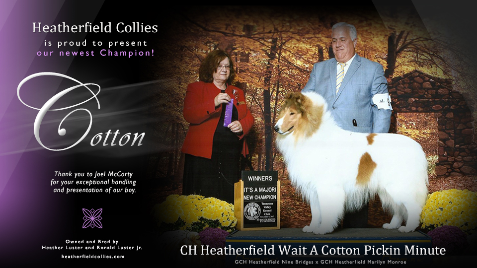 Heatherfield Collies -- CH Heatherfield Wait A Cotton Pickin Minute 
