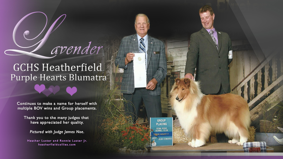 Heatherfield Collies -- GCHS Heatherfield Purple Hearts Blumatra