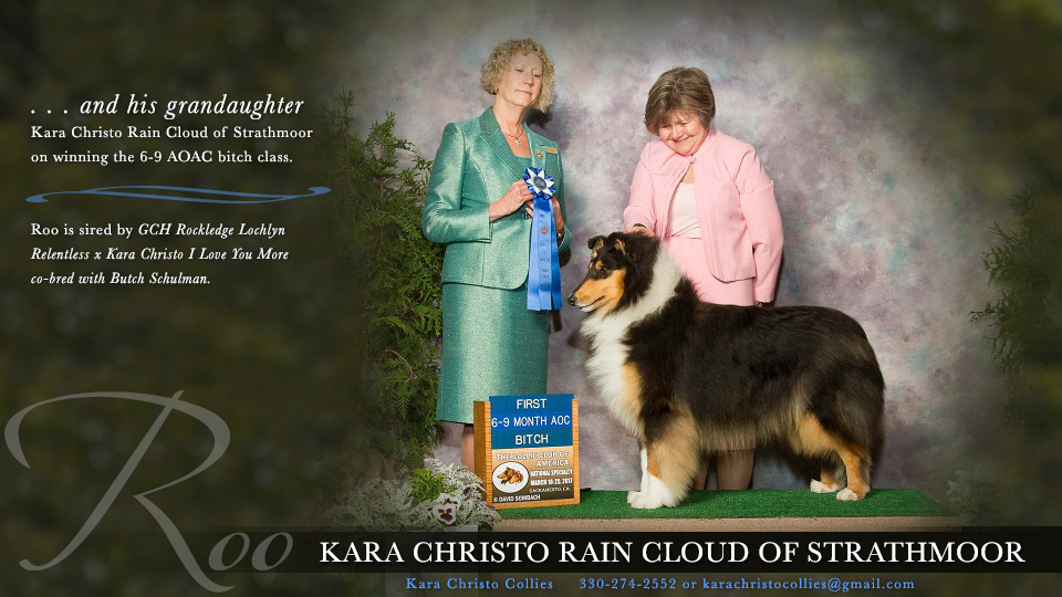 Kara Christo Collies -- Kara Christo Rain Cloud Of Strathmoor