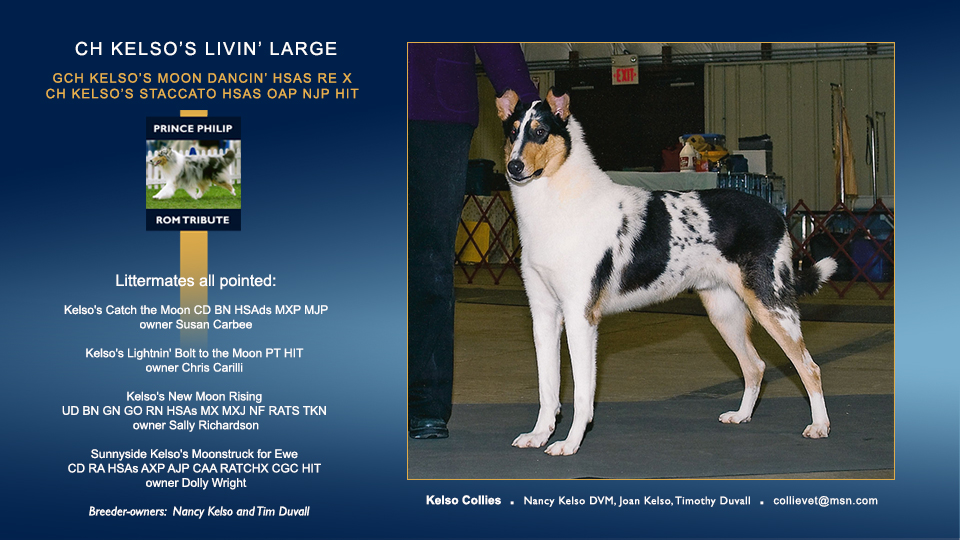 Kelso Collies -- CH Kelso's Livin' Large RE