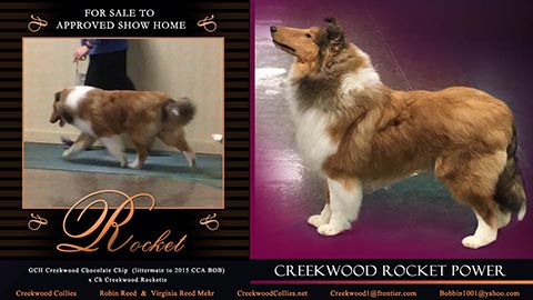 Creekwood Collies -- Creekwood Rocket Power