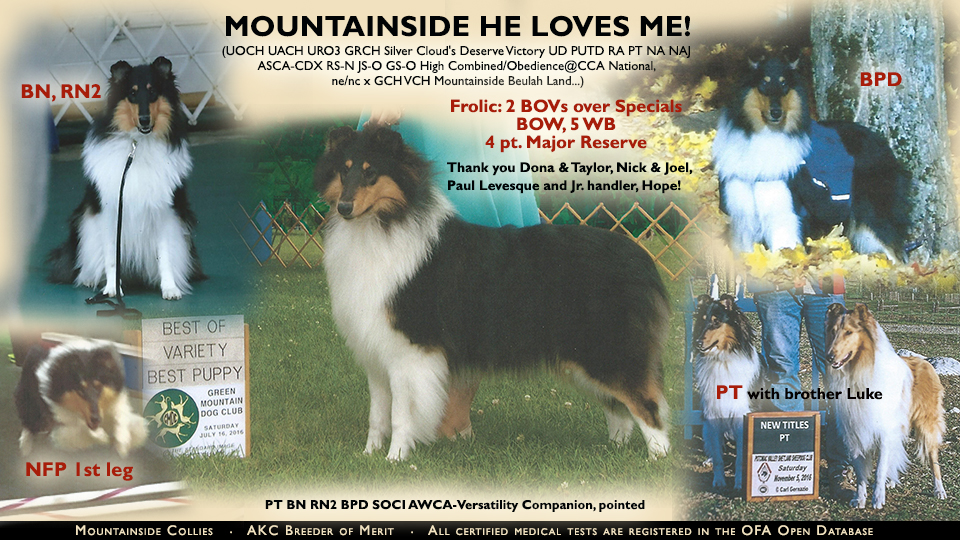 Mountainside Collies -- Mountainside He Loves Me! PT BN RN2 BPD SOCI AWCA-Versatility Companion, pointed