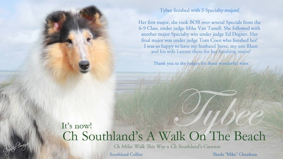 Southland Collies -- CH Southland's A Walk On The Beach